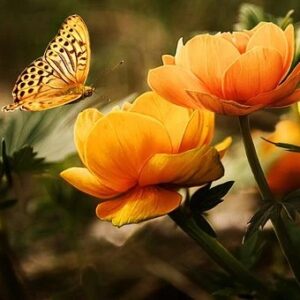 papillon fleurs orange