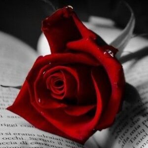 dessus de livre rose rouge