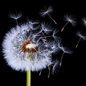 poussiere fleurs
