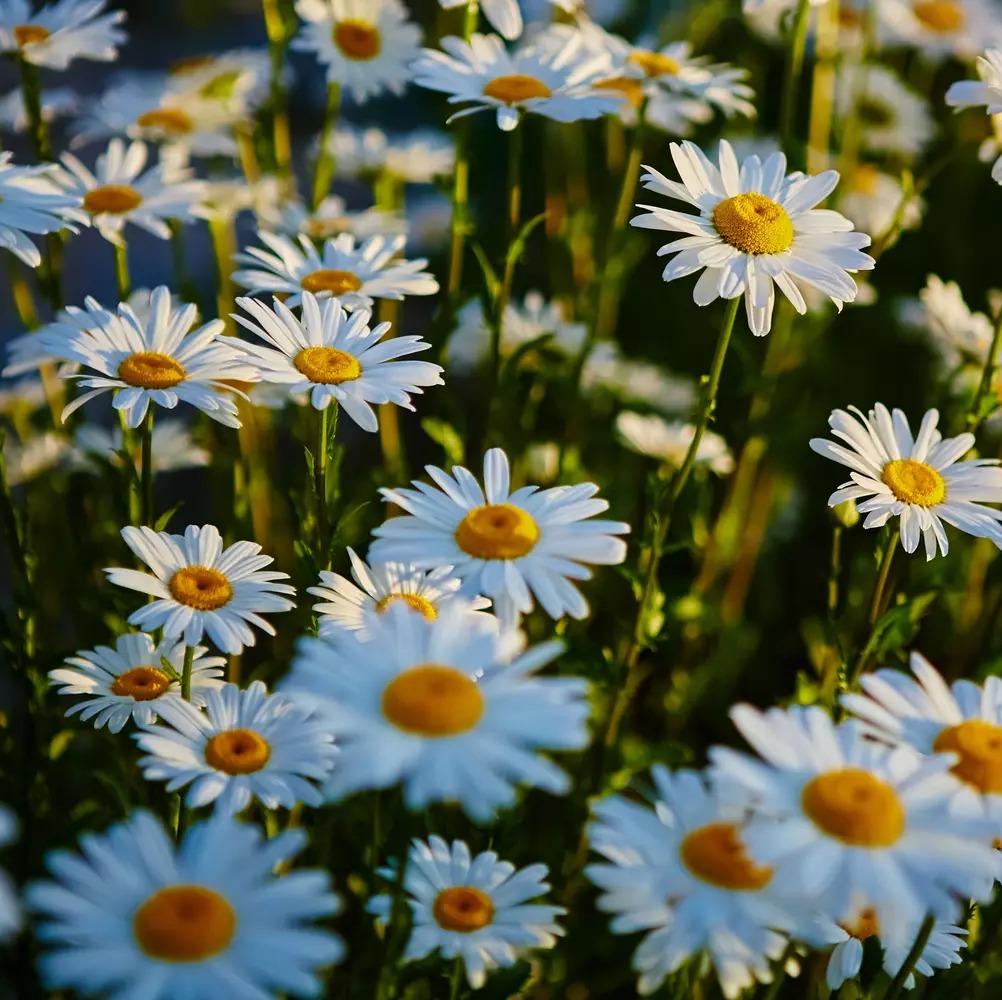 Photo de Anne-Marie PIGET