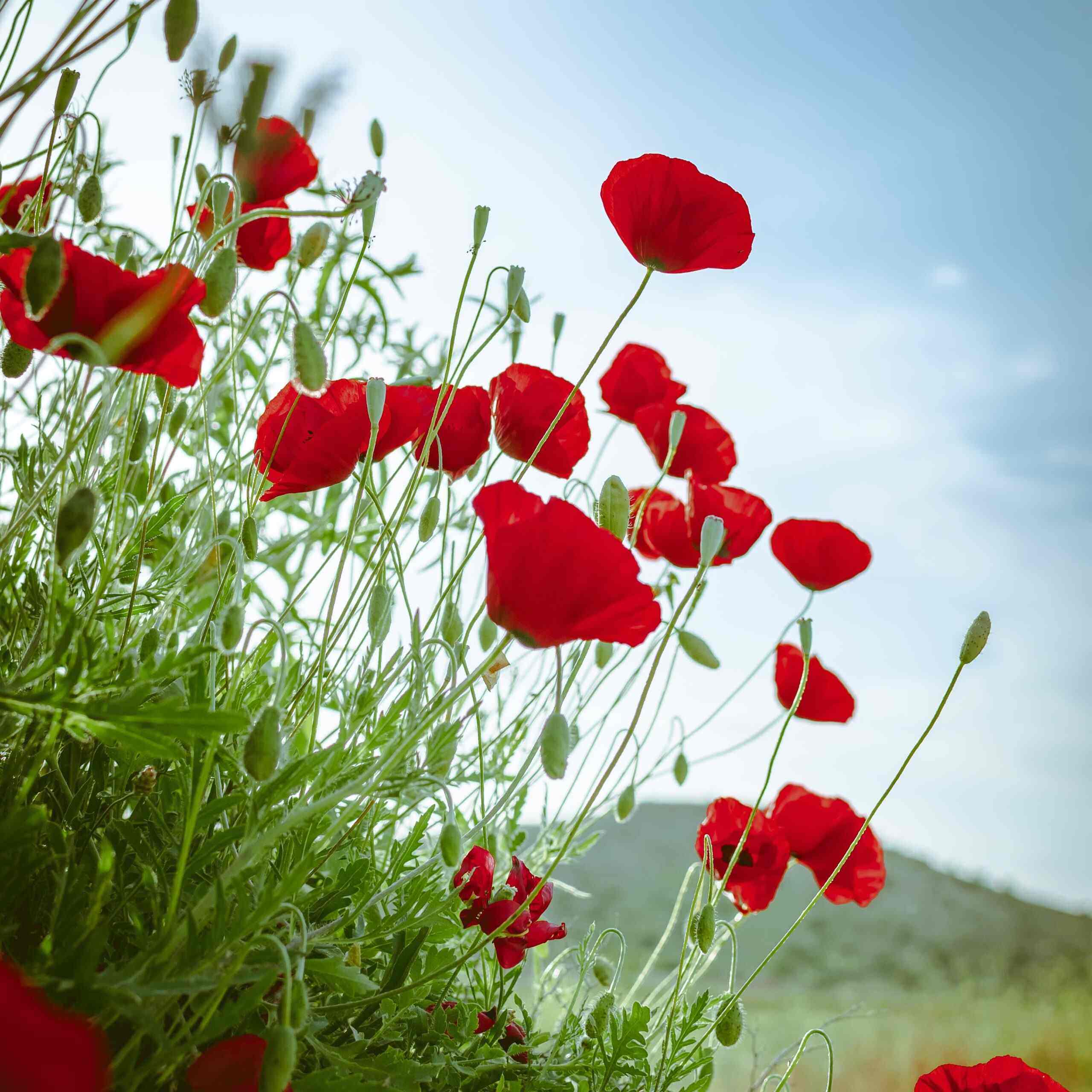 Photo de Line CATANIA