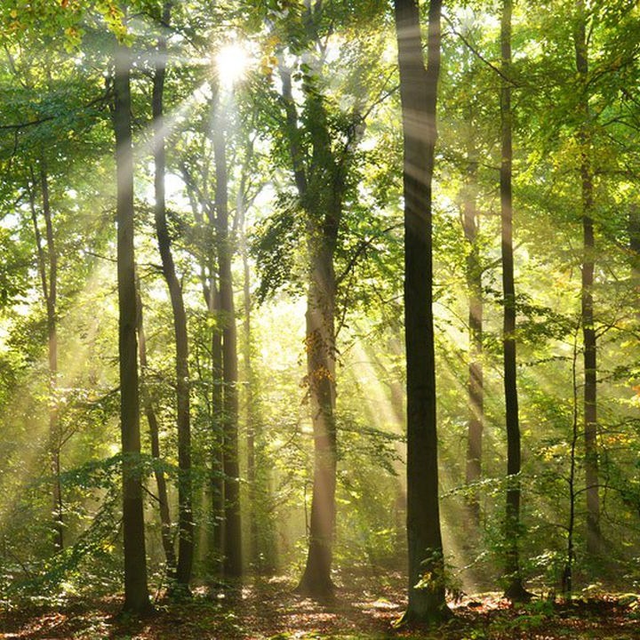 Photo de Raymond FORT