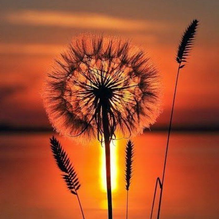 Photo de Charles TEVENAZ