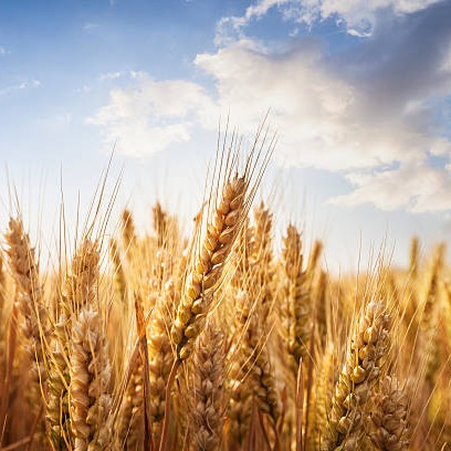 Photo de Jean-François MAILLARD