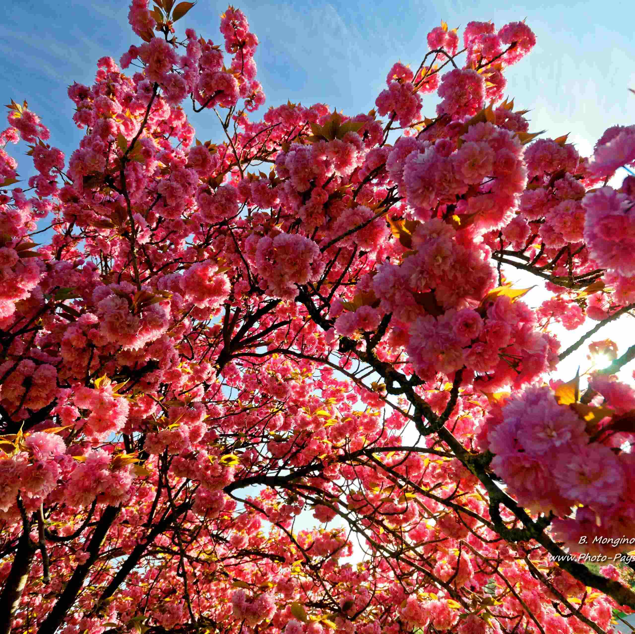 Photo de Danièle CAMOS