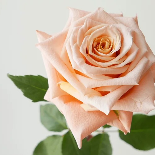 Photo de Nicolle THIEBAUGEORGES