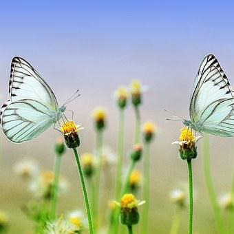 Photo de Raymonde REGAZZONI