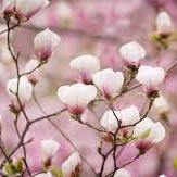 Photo de Jean-Claude BENA