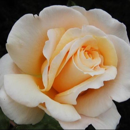 Photo d’Irène PERTHUIS