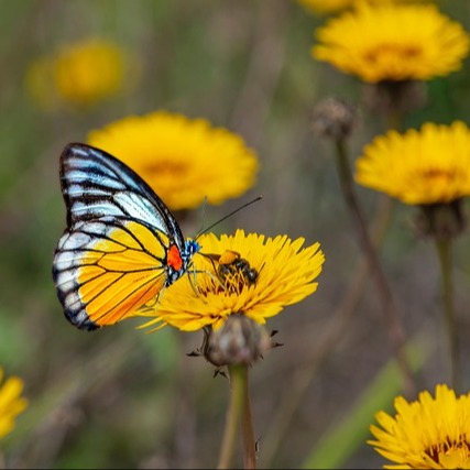 Photo de Monique LLORCA-CLIMENT