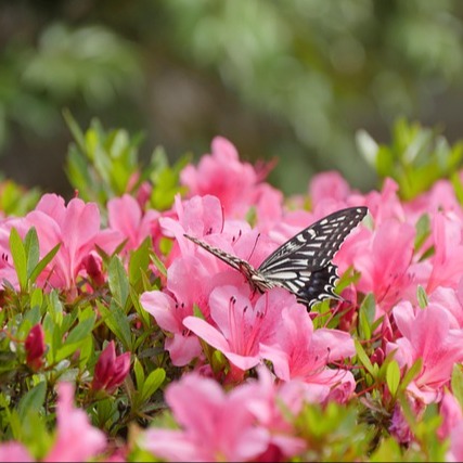 Photo de Nicole BAILLY