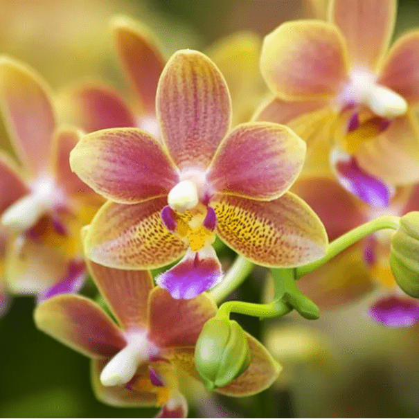 Photo de Marguerite SUTER