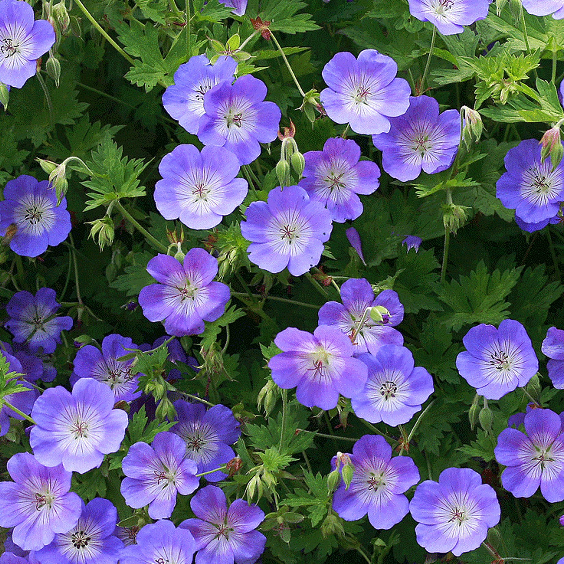 Photo de Sylvette GRANDGUILLAUME