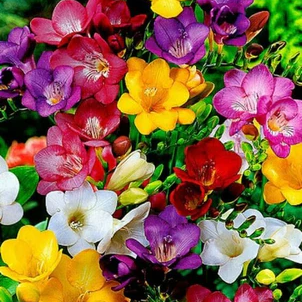 Photo de Marcelle LAMBERT