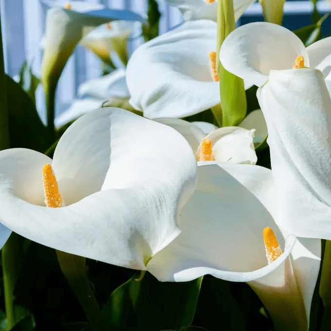 Photo de Marie-Colette JANDOT