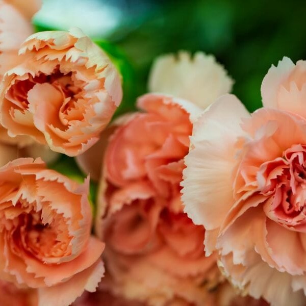 Photo de Suzanne GARNIER