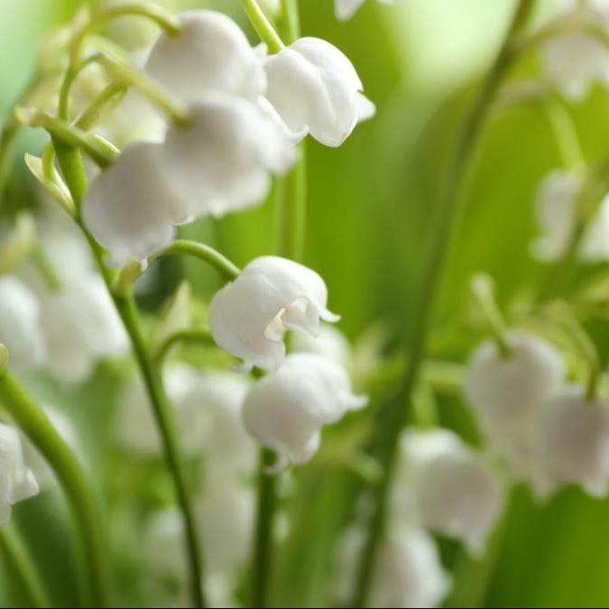 Photo de Gilbert ROCH