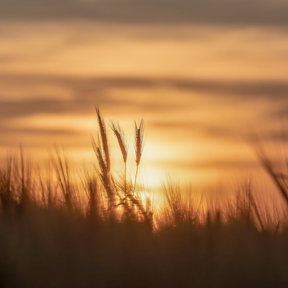 Photo d’Odile COURTIER