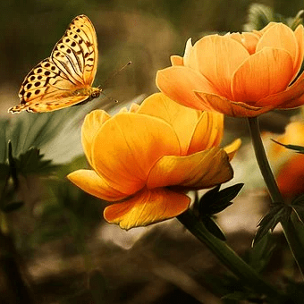 Photo de Roger GNEMMI