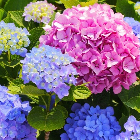 Photo de Claudine PAGUET