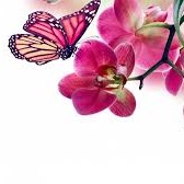 Photo de Jeanne LEMERCIER