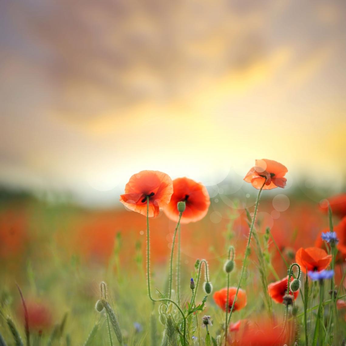 Photo de François FRITZ