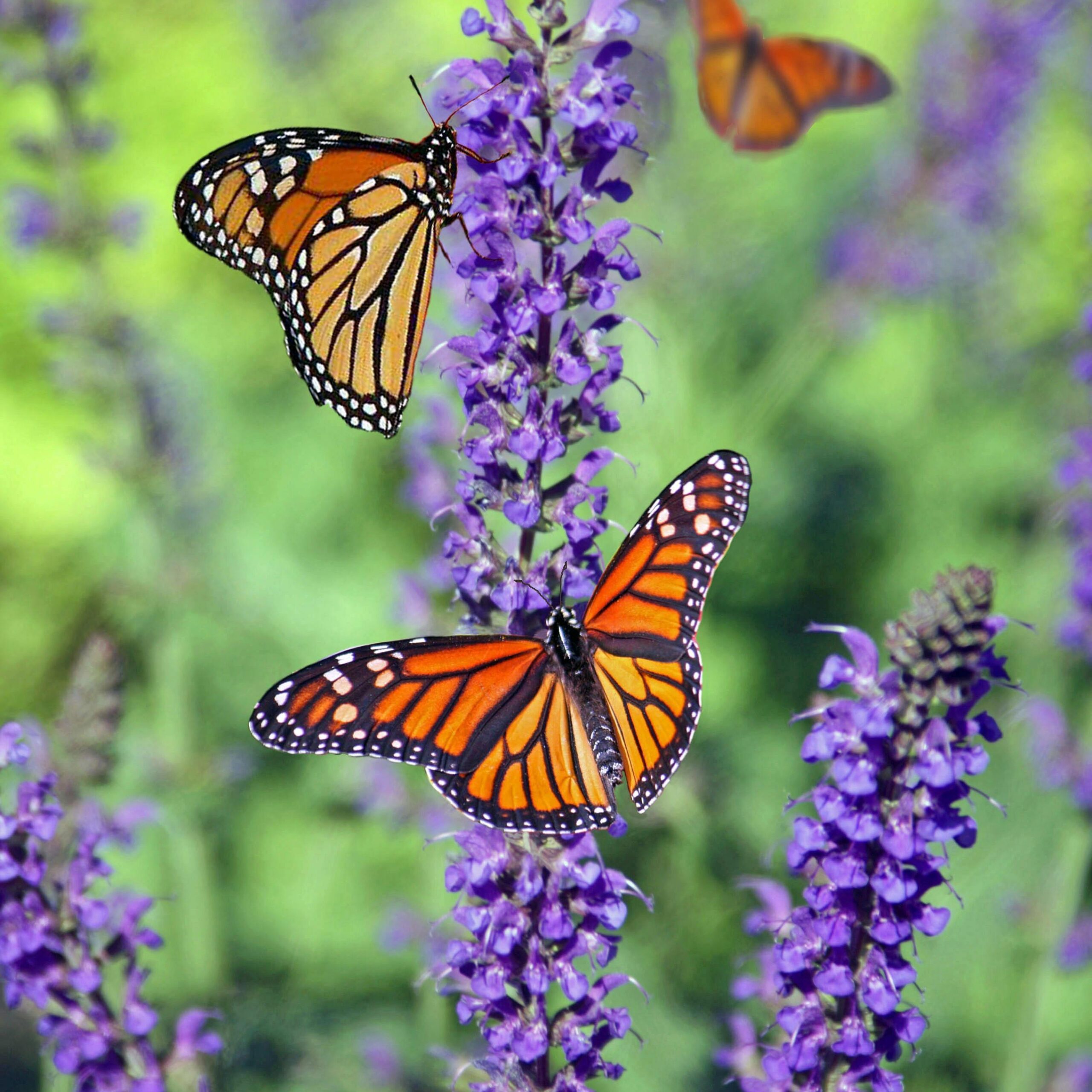 Photo de Jeannine BÉLIARD