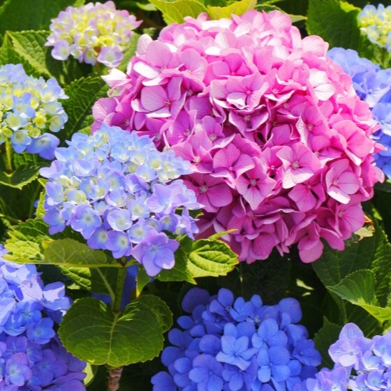 Photo d’Agnès BAUGEY