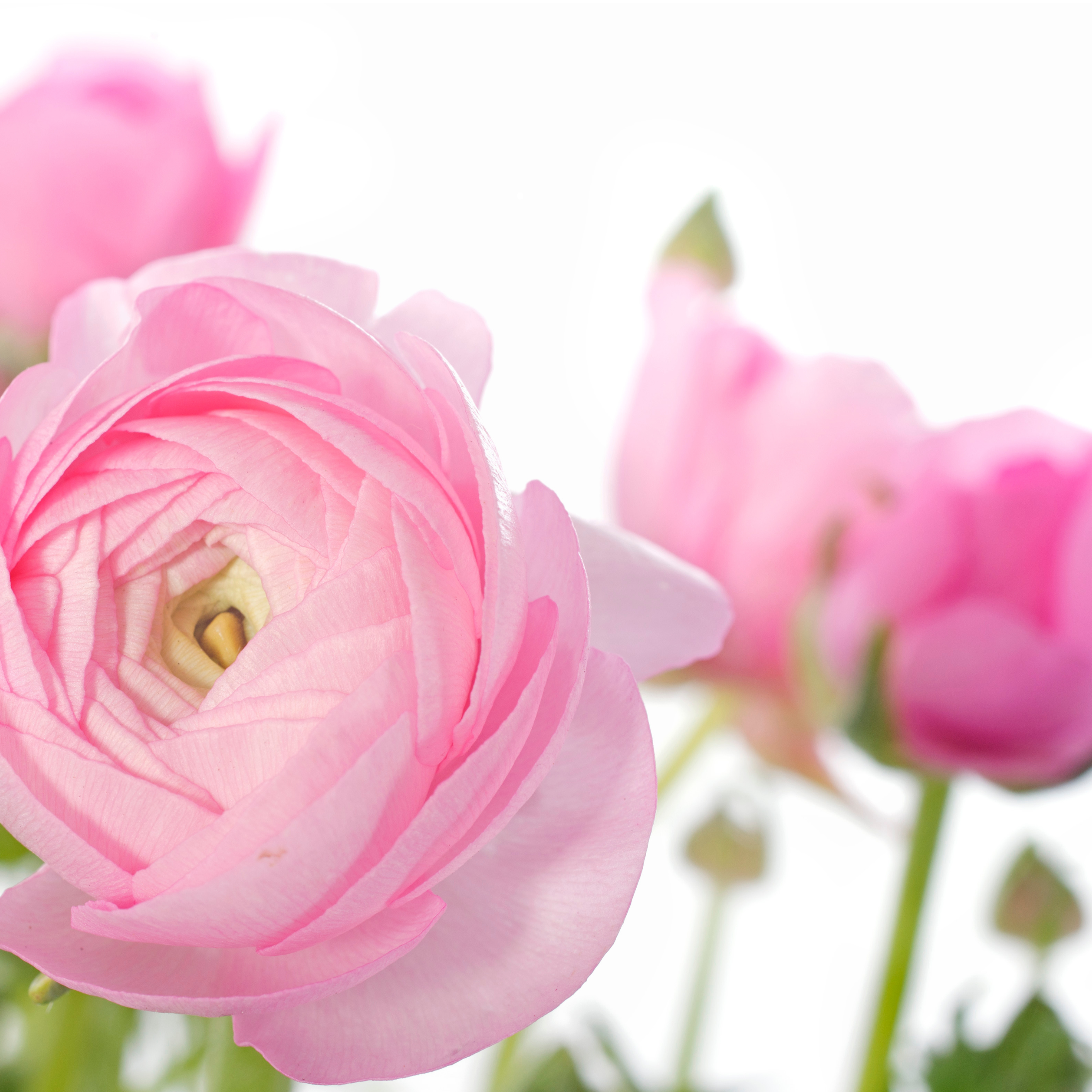 Photo de Paulette LAFAILLE