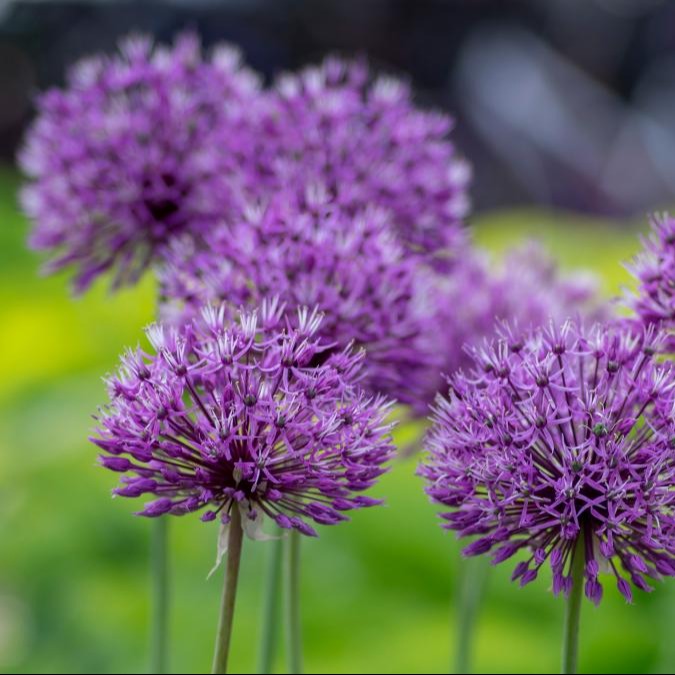 Photo de Sylvette POCHIET