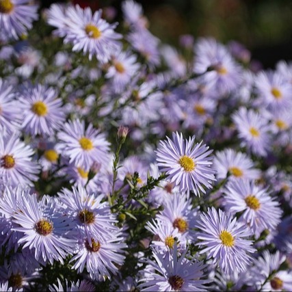 Photo de Madame Geneviève MESNIER