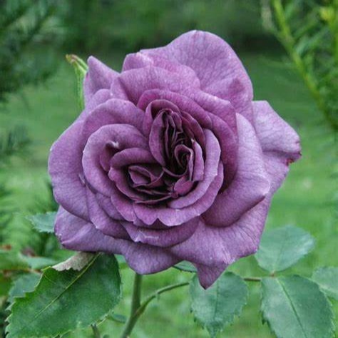 Photo de Régine SAINTOT