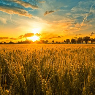 Photo de Jean BARTHOLOMOT