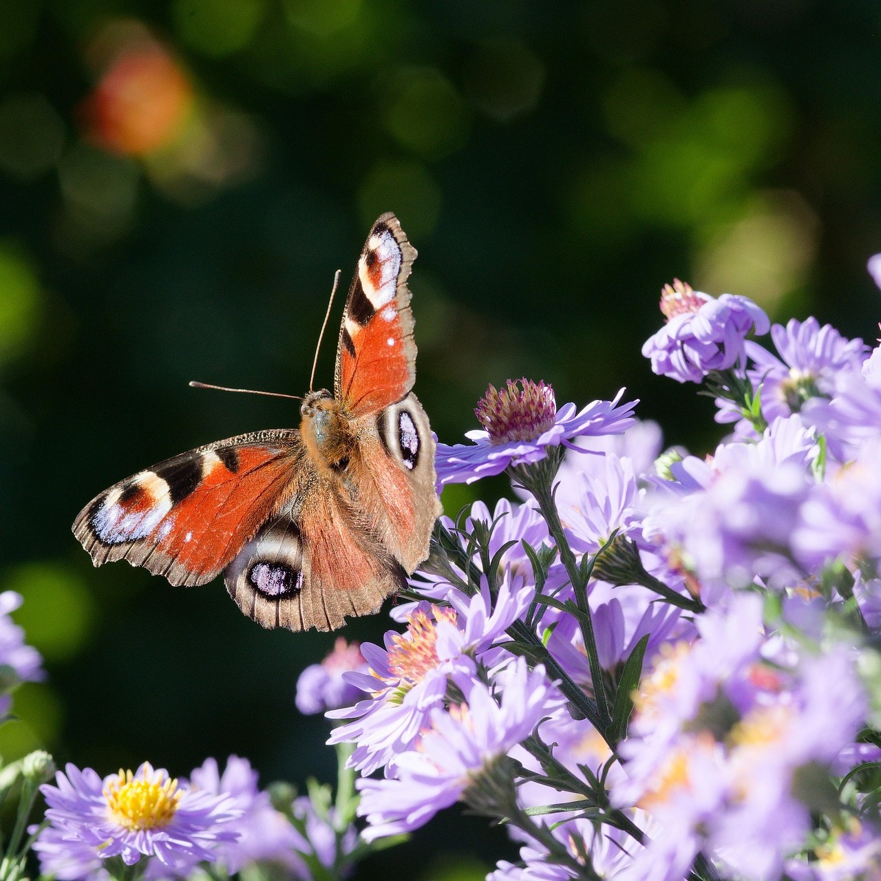Photo de Sylvie GRILLOT